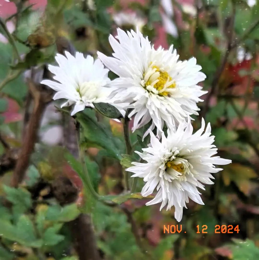 #分享一张随手拍的花。#