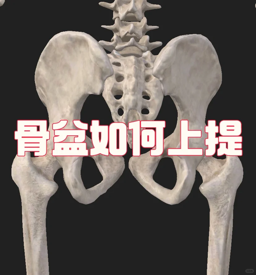你所不知道的干货：骨盆上提