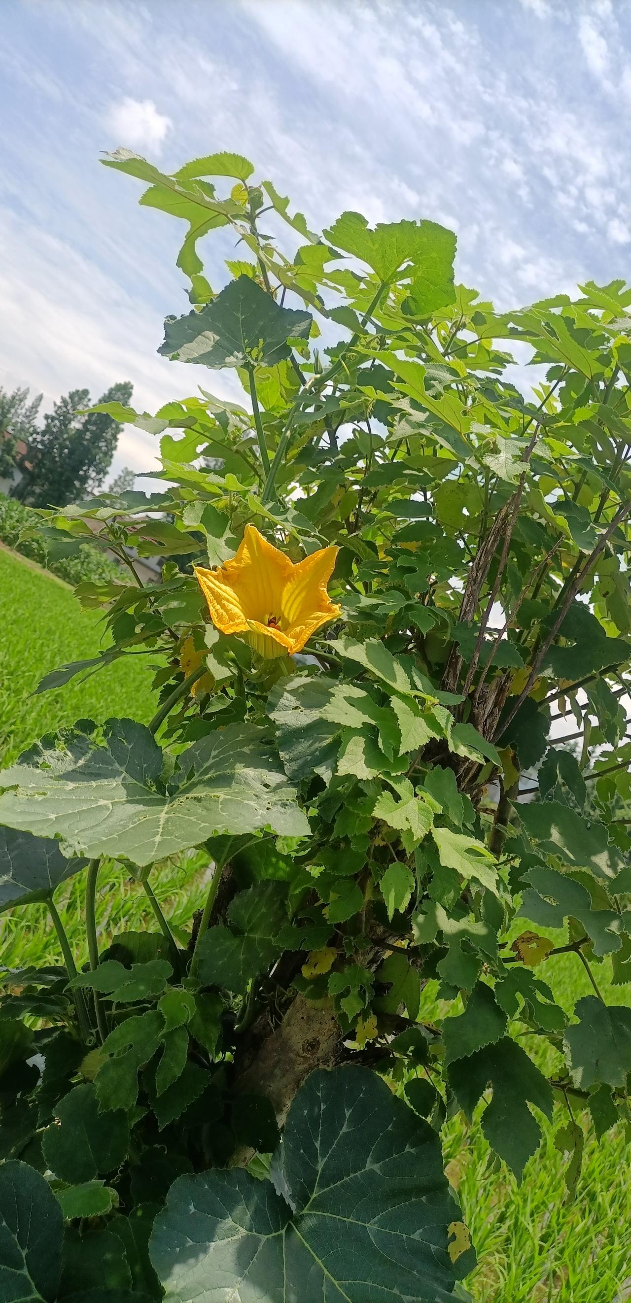 【夏之韵·人生没有无用的经历】相册里的花花草草
“不必太纠结于当下，也不必太忧虑