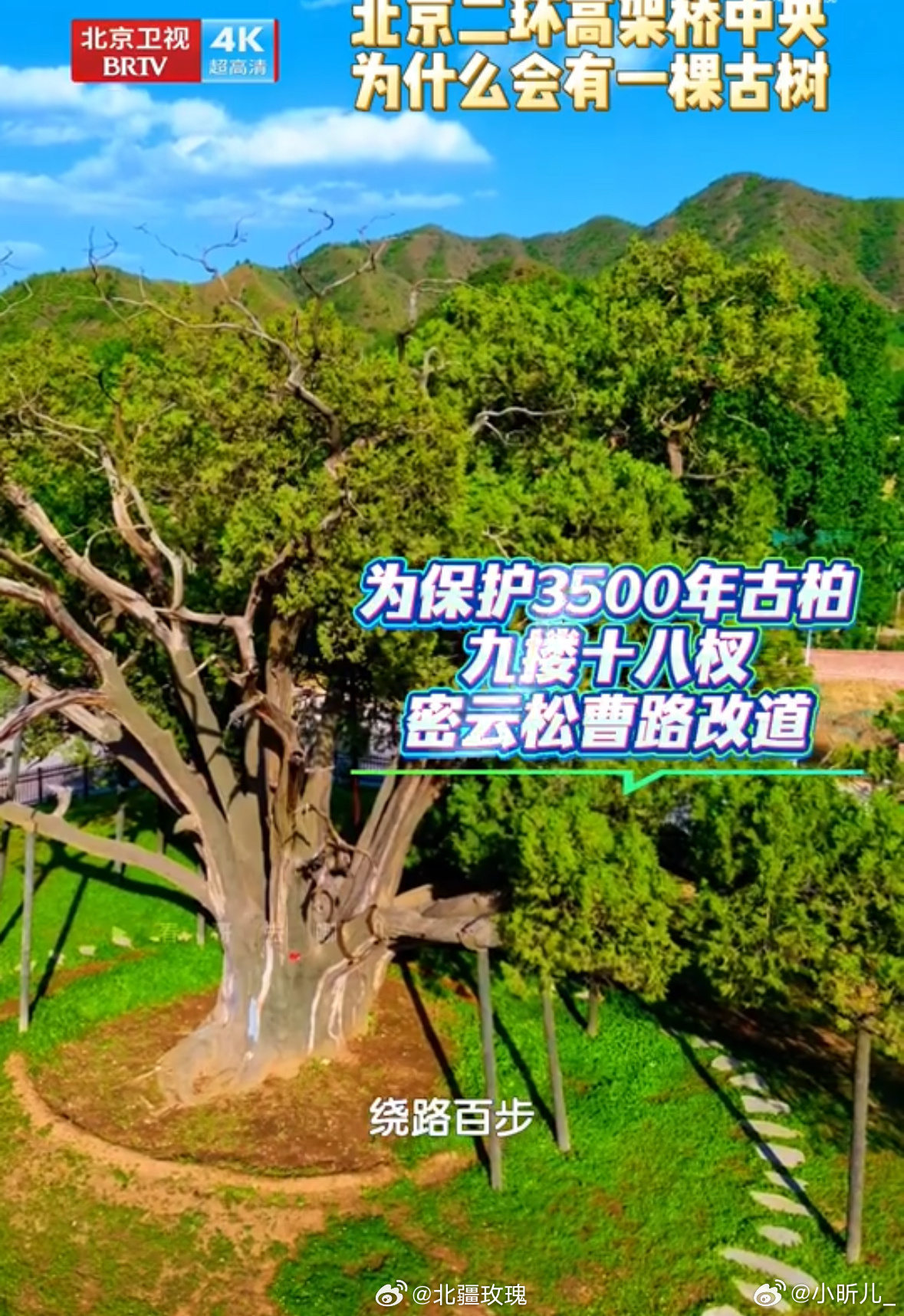 孟庆旸为北京古树发声袭青绿舞衣，邂逅京城古树，画里的青绿与眼前的绿意相融，孟庆旸