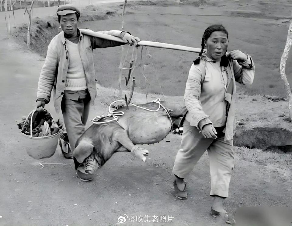 1965年，一对广西夫妻抬着猪去杀。真好！晚上可以吃肉。公知却说那会儿天天饿到吃