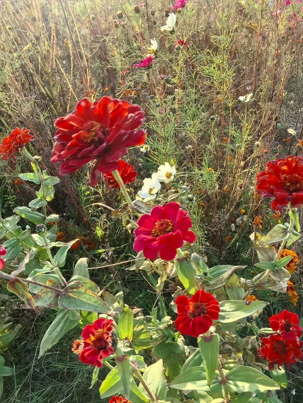 郑州街头随手拍:傲寒鲜花