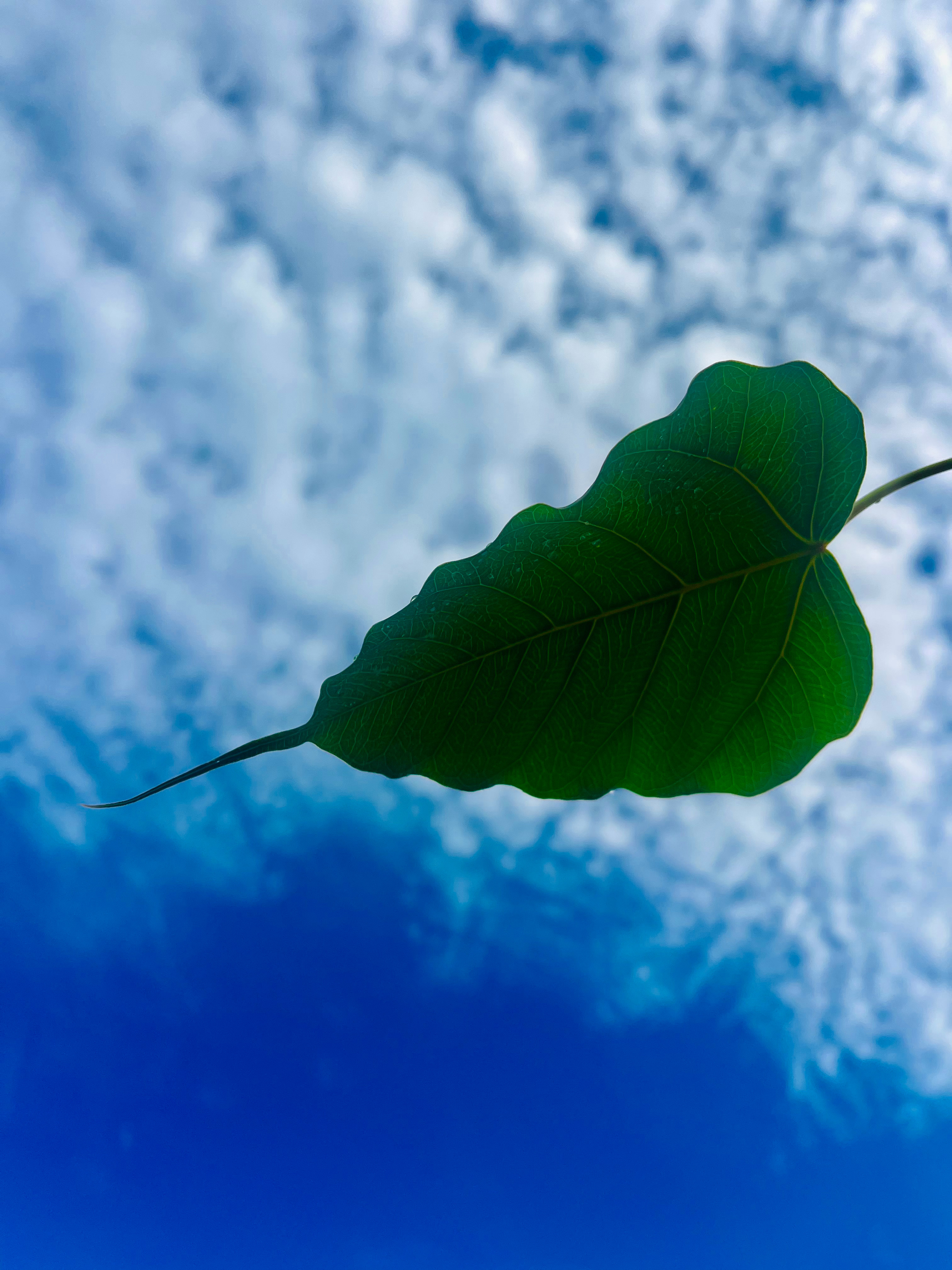 阳光蓝天绿色的树白色的云合十问候的人无边而深邃的宁静《泰兰德·此身安处》 ​​​