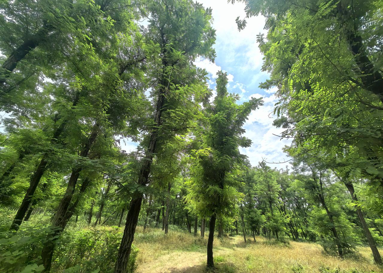 晒晒你手机里的落叶夏日的树林，绿意浓得化不开，仿佛能滴下翠色的墨。阳光透过层层叠