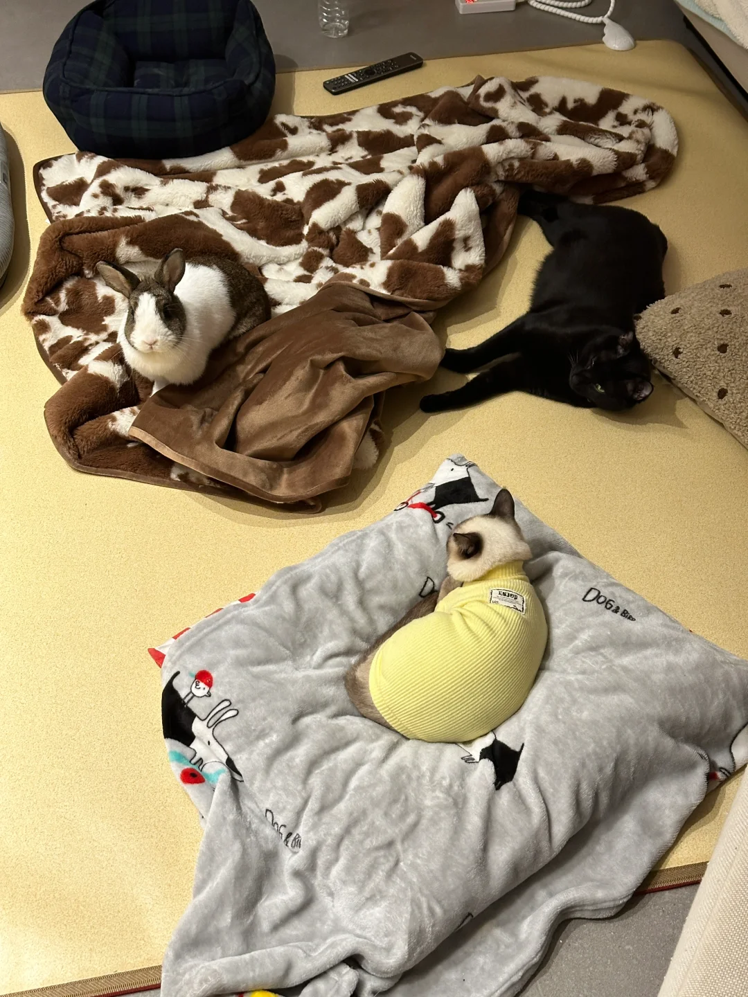 地暖垫上好热闹