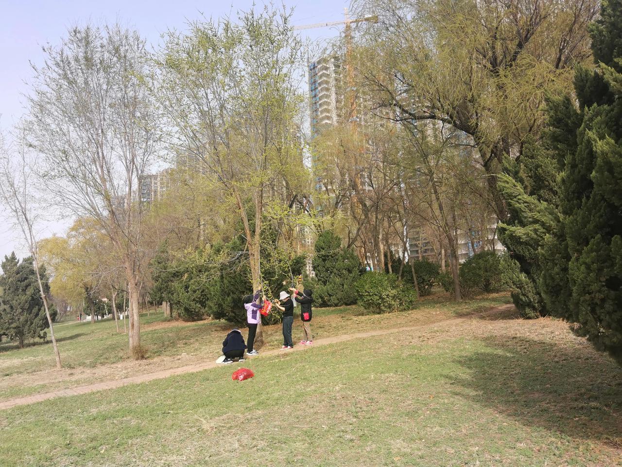 看，那边摘榆钱的人们，榆钱花开了。
#我的春日随手拍# 
#桥边有个榆钱树# 
