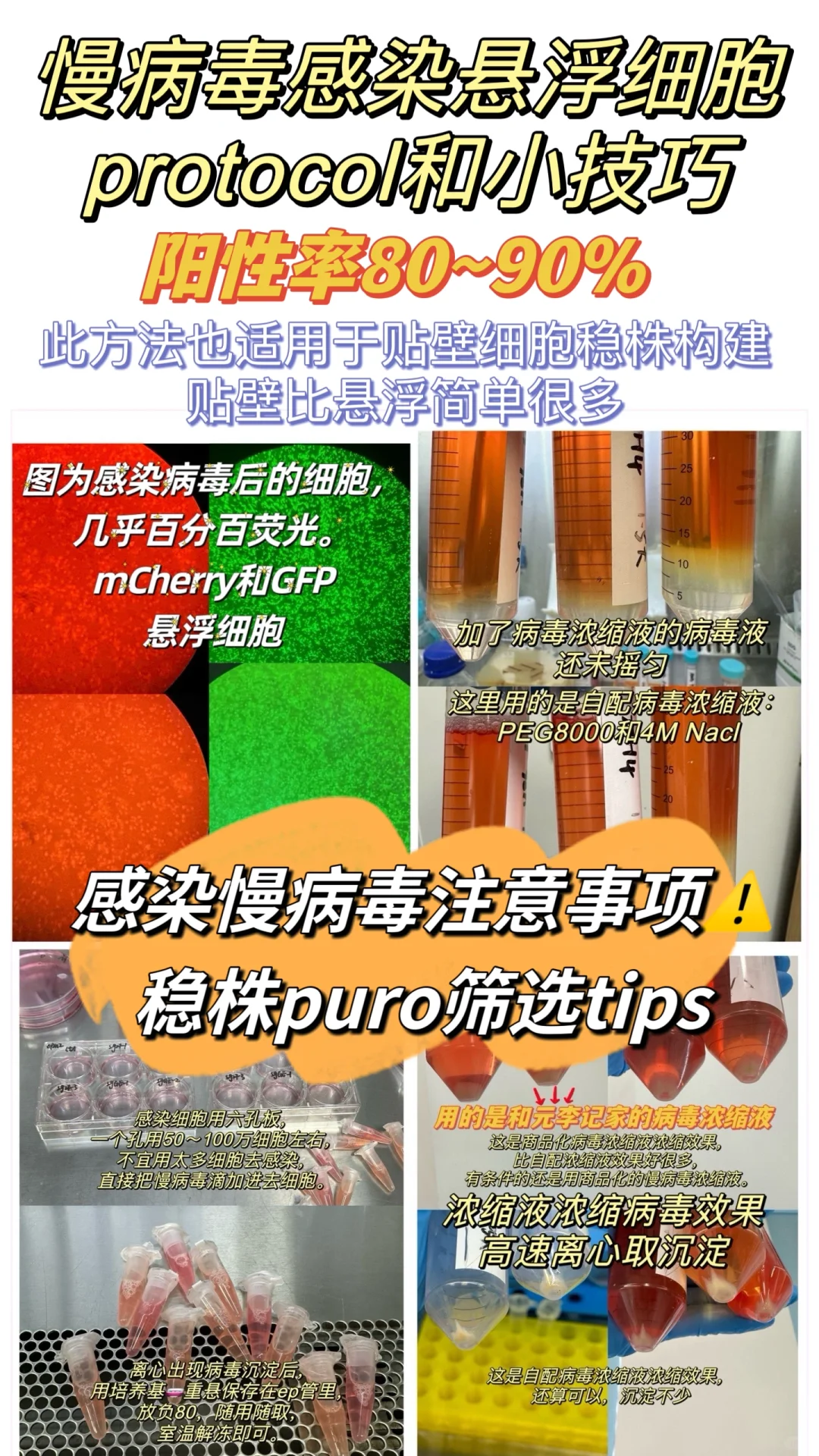 悬浮细胞慢病毒感染阳性率90%☺️