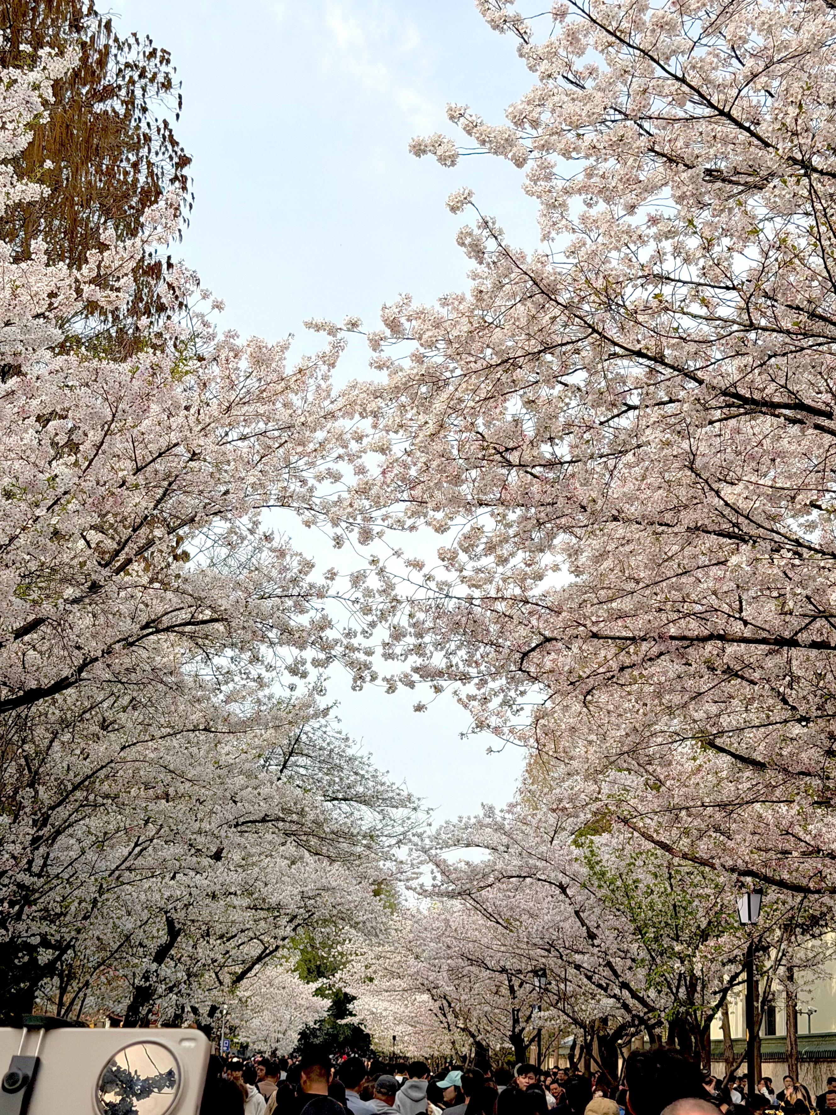 又是一年樱花时 南京·古鸡鸣寺