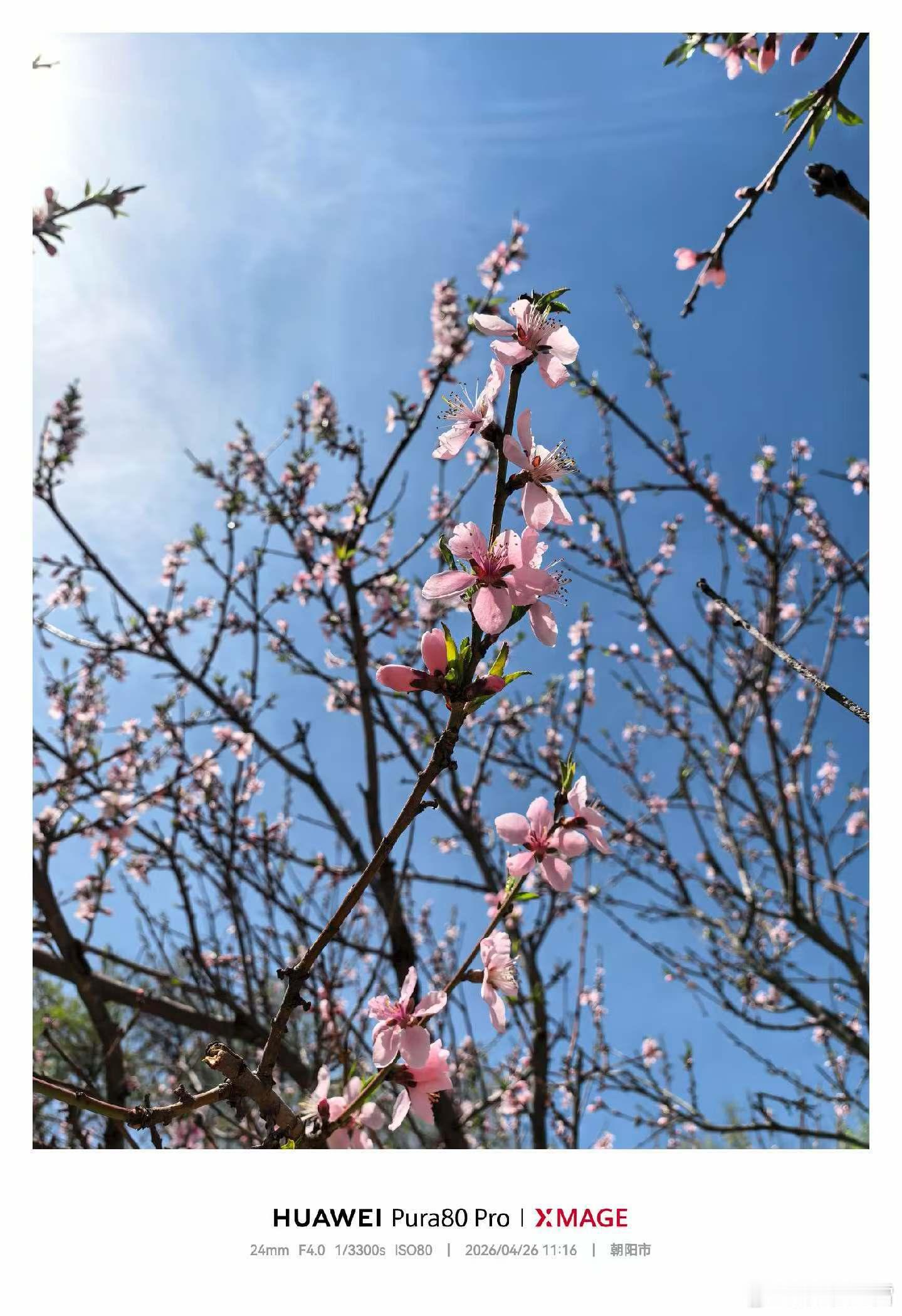 📷 春日随手拍｜朝阳·桃花蓝天配粉桃，是春天最干净的颜色，来一场说走就走的旅行