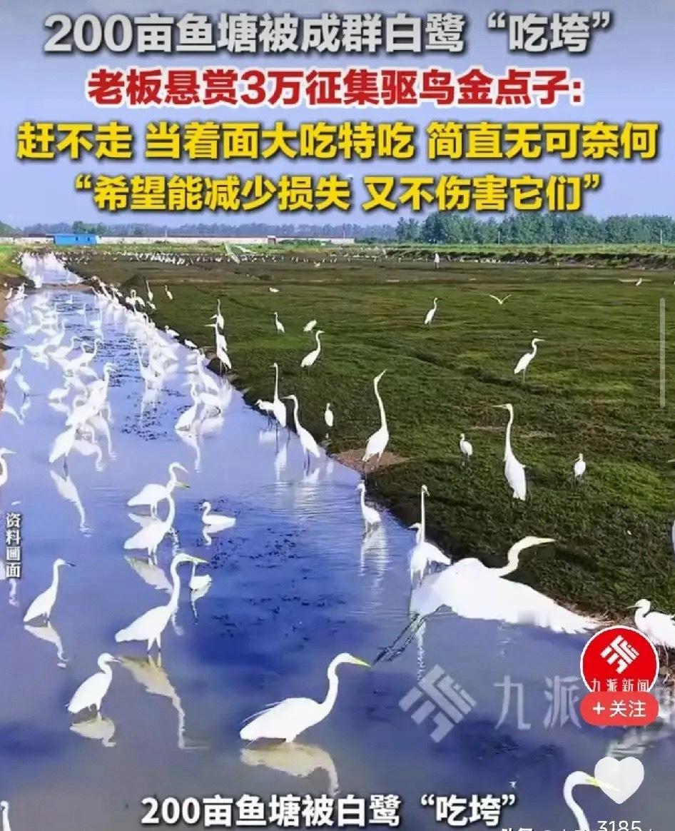 太难了！老板悬赏3万求驱鸟，还不能伤害鸟儿湖州一位老板承包200亩鱼塘养鲈鱼，被