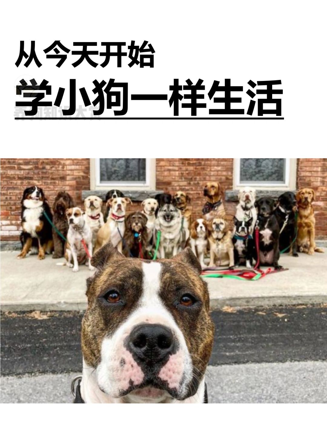 你好，小狗给你了一些人生建议🥰