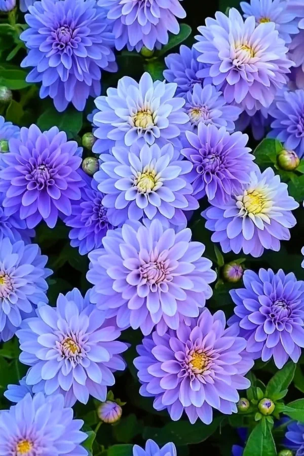 看看你拍的花