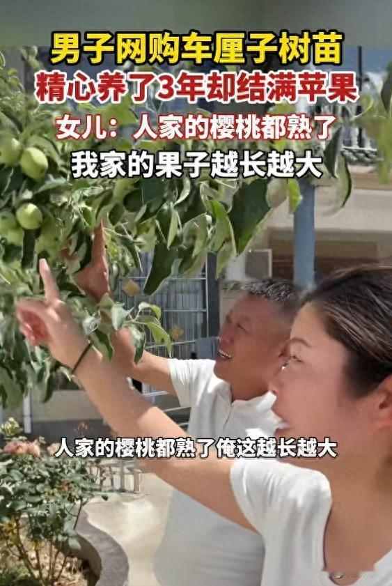 哭笑不得！河南男子精心养树三年，盼车厘子丰收，结果满树全是苹果！

满心欢喜网购