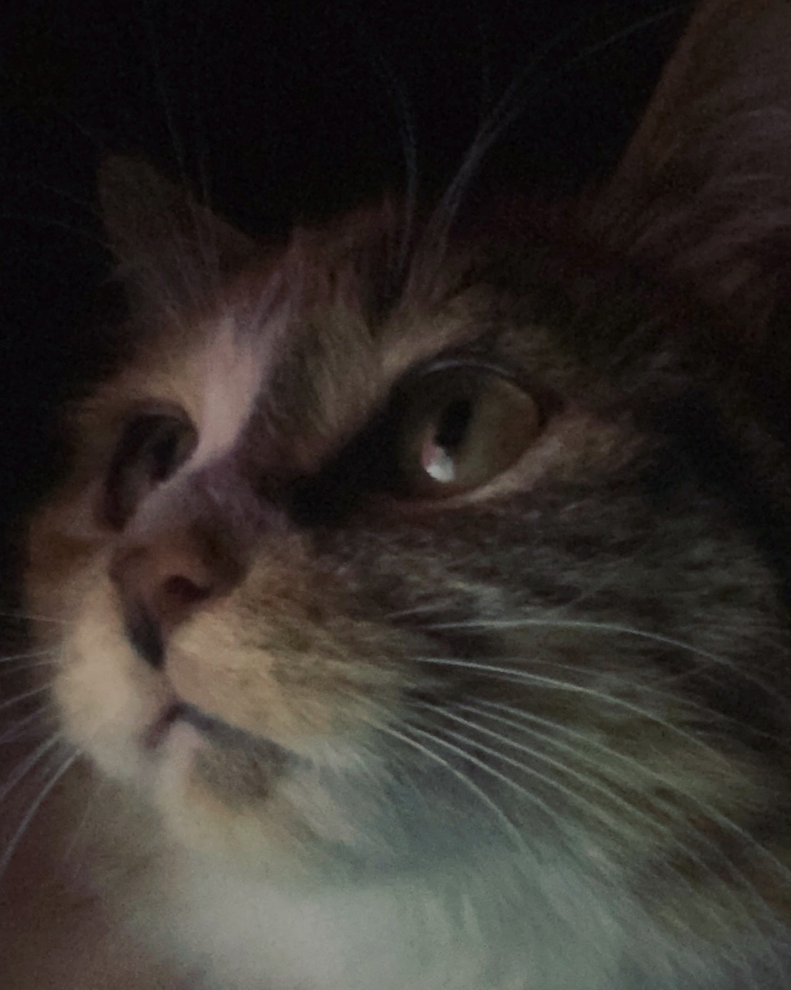 你这个傻猫怎么也不睡 你也有夜晚想不通的事吗 