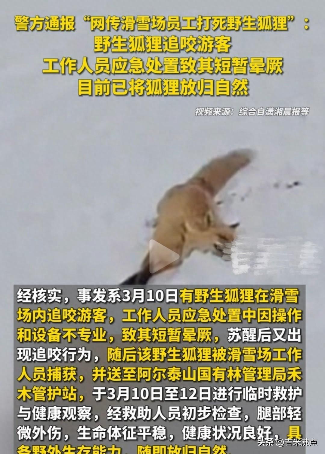 雪场狐踪罗生门，人兽共生不容易
那是三月十号，新疆吉克普林滑雪场，布尔津县那里，
