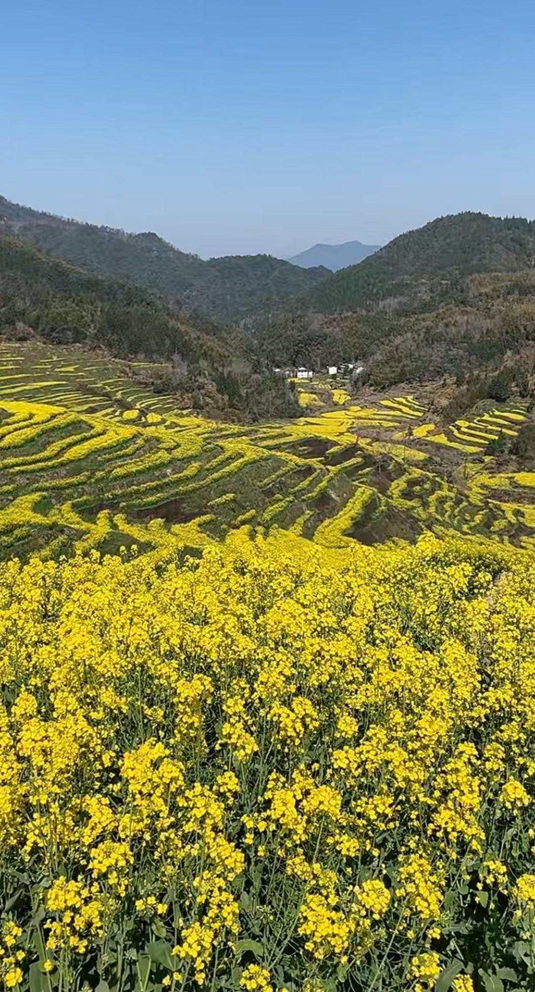 浪漫的另外一个名字叫春天！