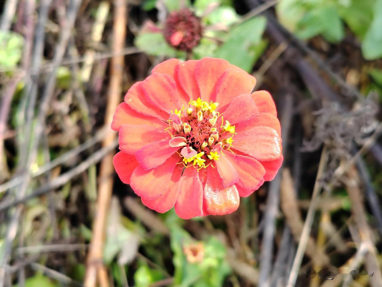 #分享随手拍摄的花🌸#