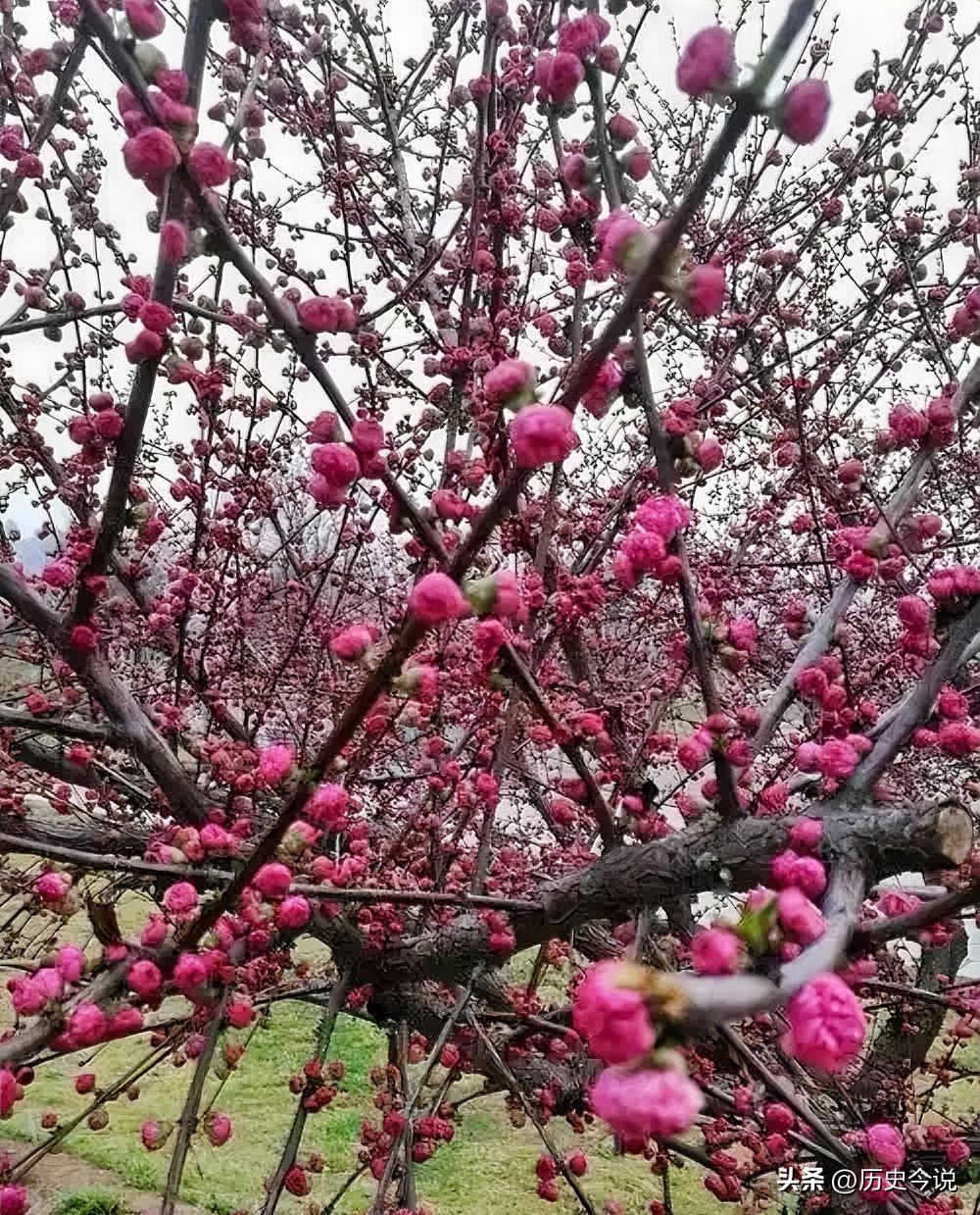 春养身心，马纳安康，开心的事会让生活更好
 
编辑：纱娜
作者：纱娜
 
创作声