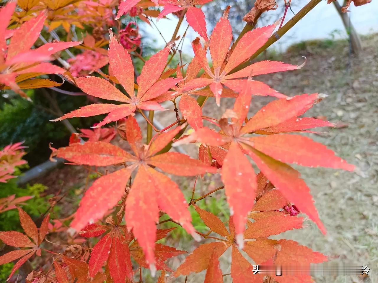 在人生旅途上横的竖的都是路，哭的笑的都是歌，
心幸福，日子才轻松，人自在一生才值