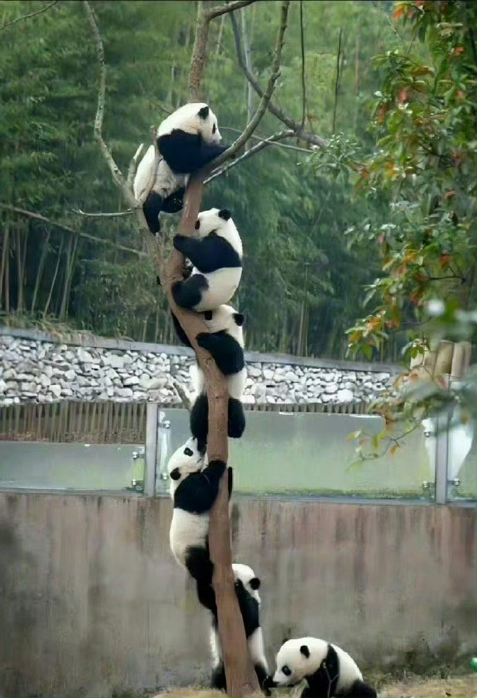刷到上树熊猫请不要无视，你的运势开始上升！ 