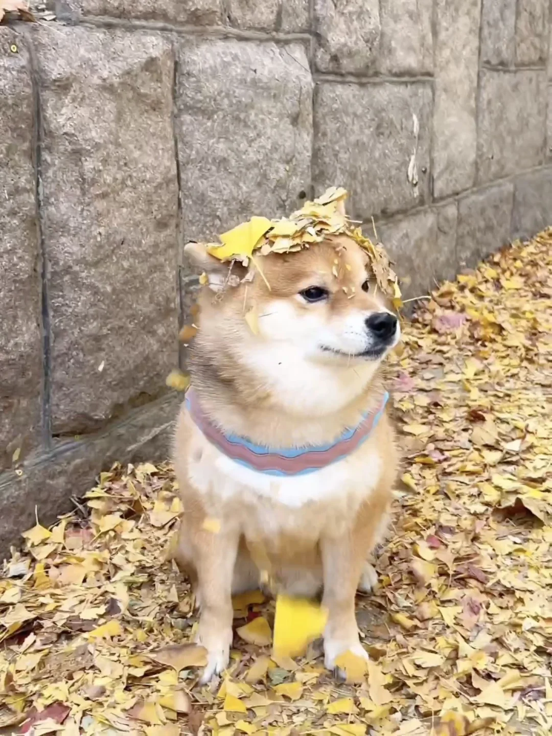 人 出来一起捡叶子🍁