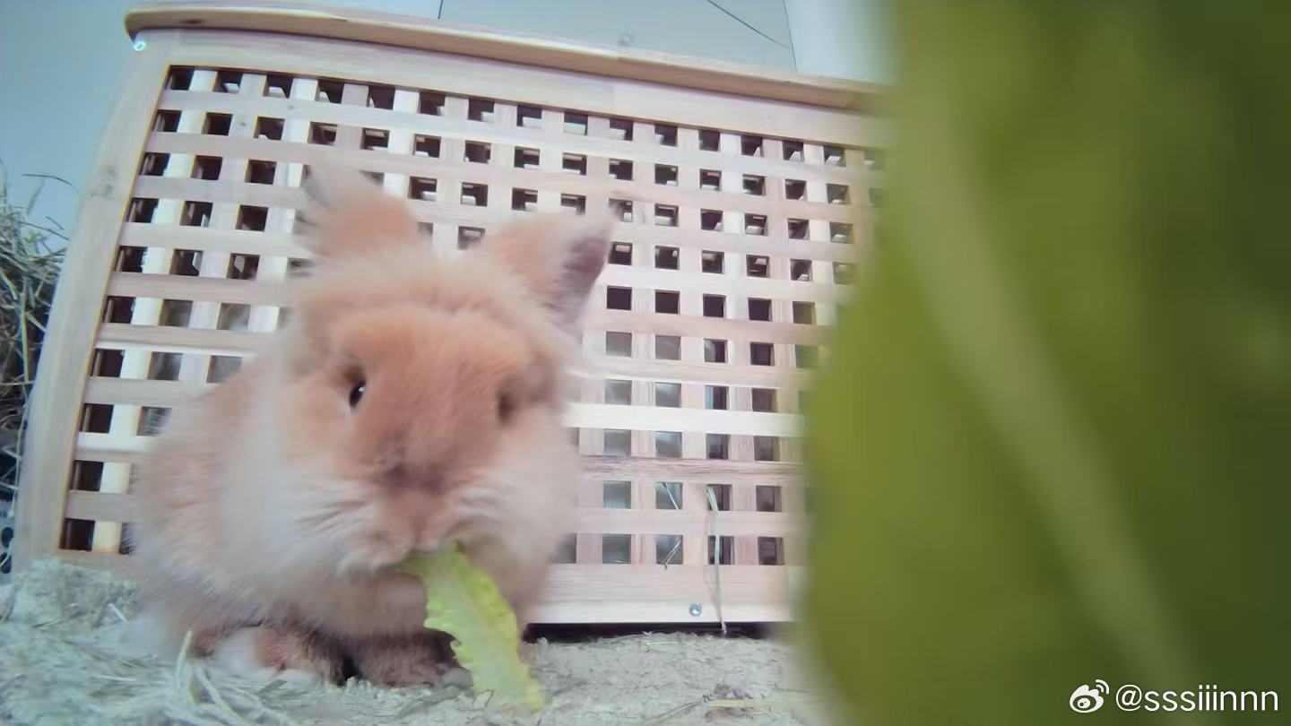 夜师傅投喂中🥬 