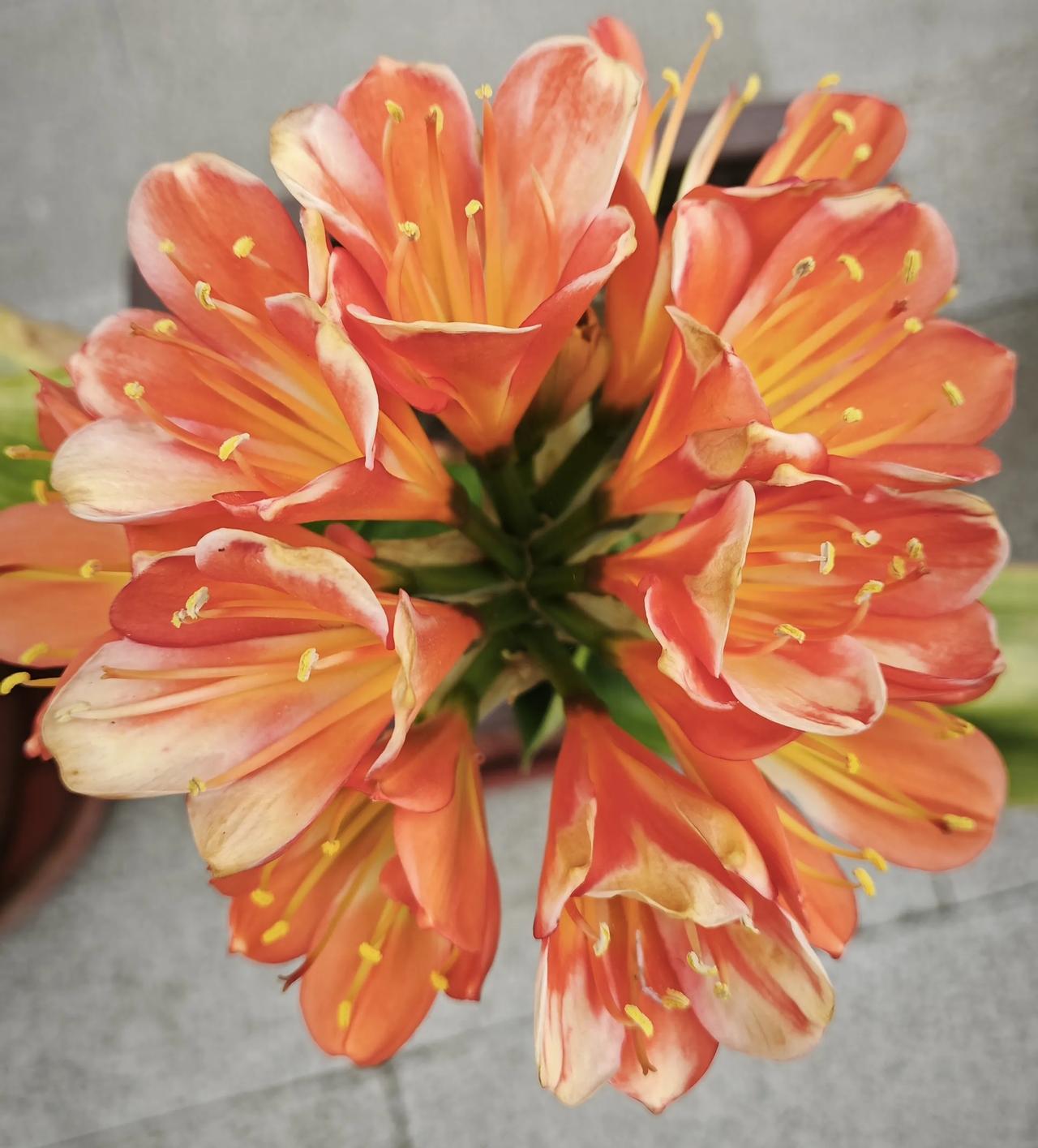 分享一下你随手拍下的照片橘红的花瓣在光影里舒展，簇拥成一团温柔的火。君子兰不与群