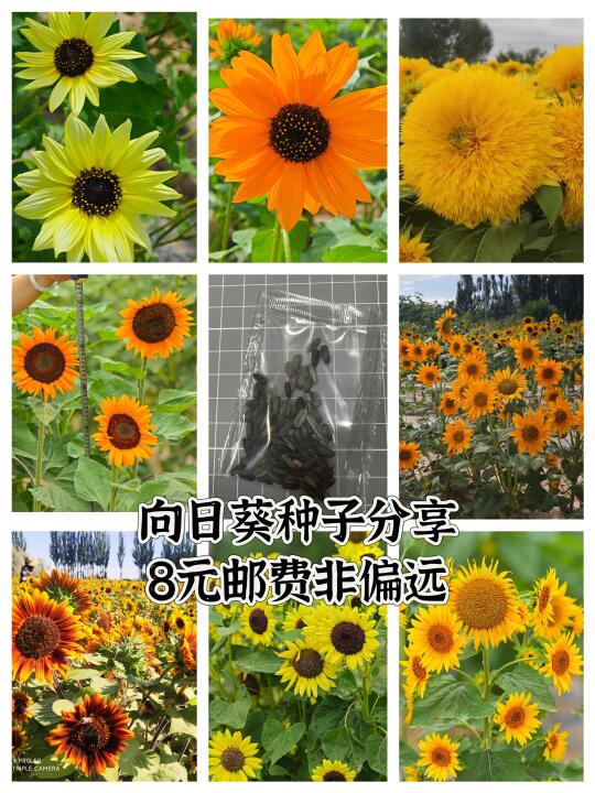 国产一代热门向日葵种子8元邮费