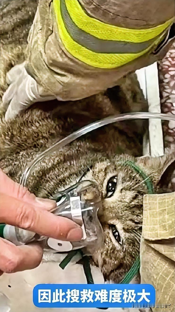 香港大埔宏福苑火海：消防员于能见度极低的火场中层层搜救，拼尽全力挽救生命。

他