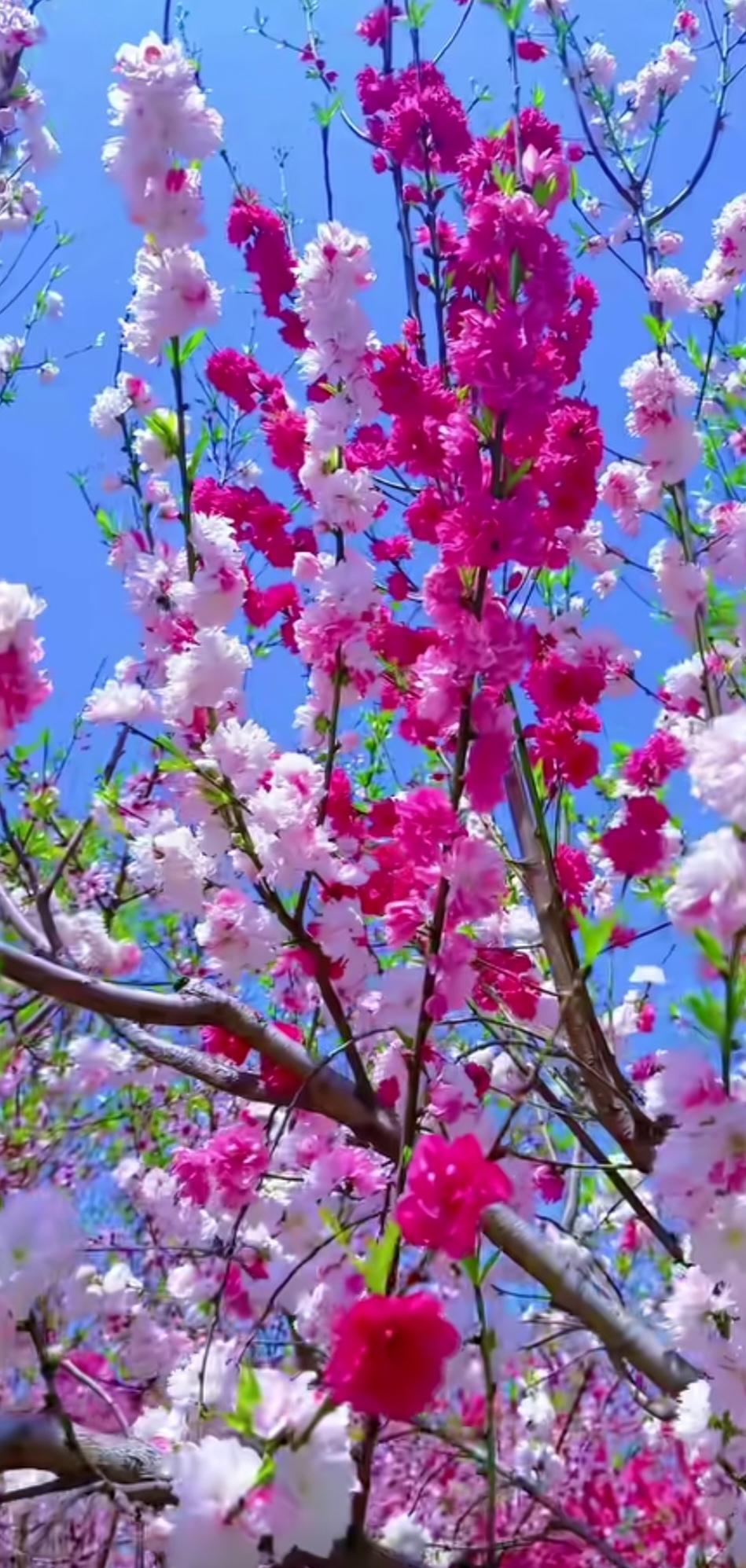 二零二六年最火的一句话，健康是存款，快乐是利息，即有存款，又有利息，这世界才属于