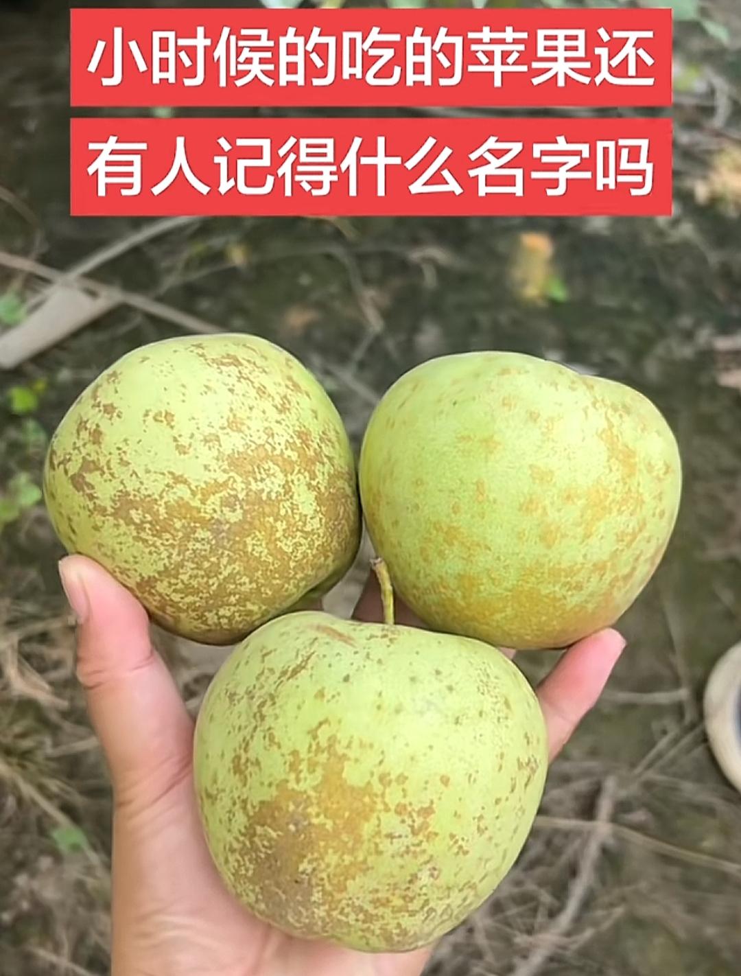 小时候爱吃的苹果，现在还能找到吗？好多年没见到了！记得又酸又甜，现在吃不到了童年