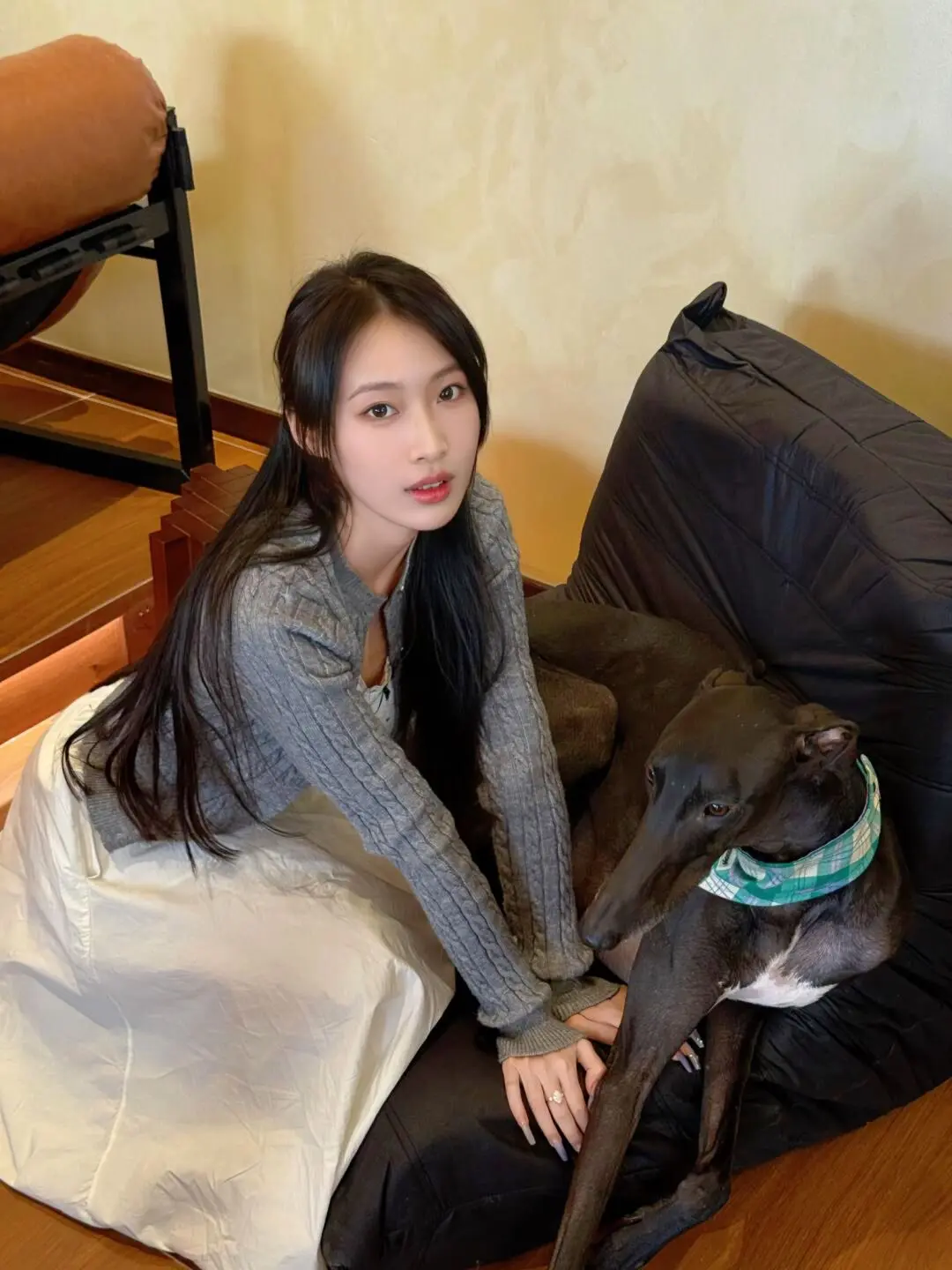 格力犬爱好者