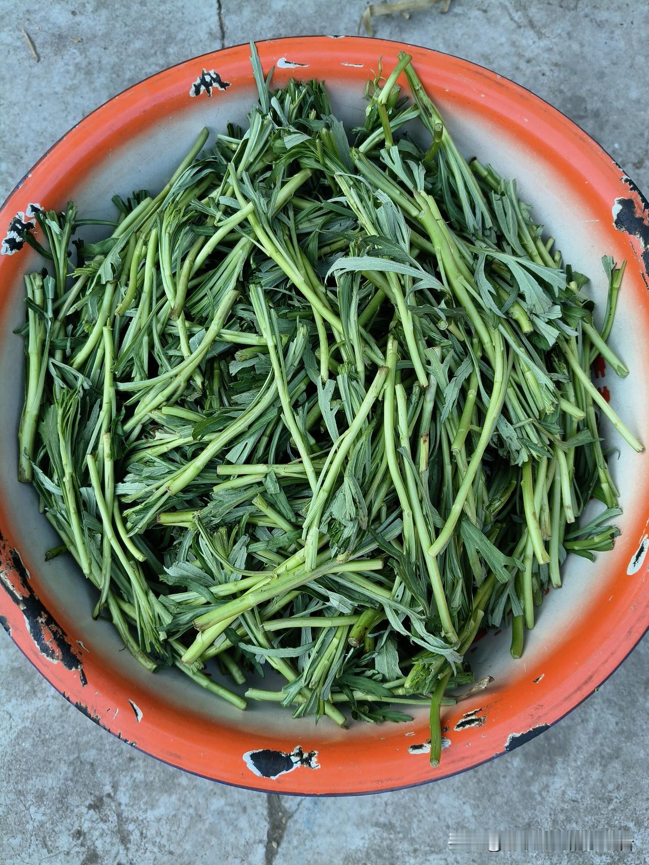 又采了一大盆子柳蒿芽[大笑]

这个时候就是吃山菜的季节，
柳蒿芽蘸酱吃，
包包