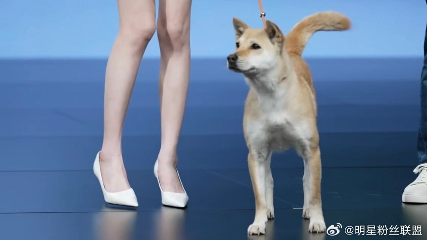 陈都灵聊宠物出行太共情了 陈都灵真的太懂养宠人了！她聊起带宠物出门的种种经历，每