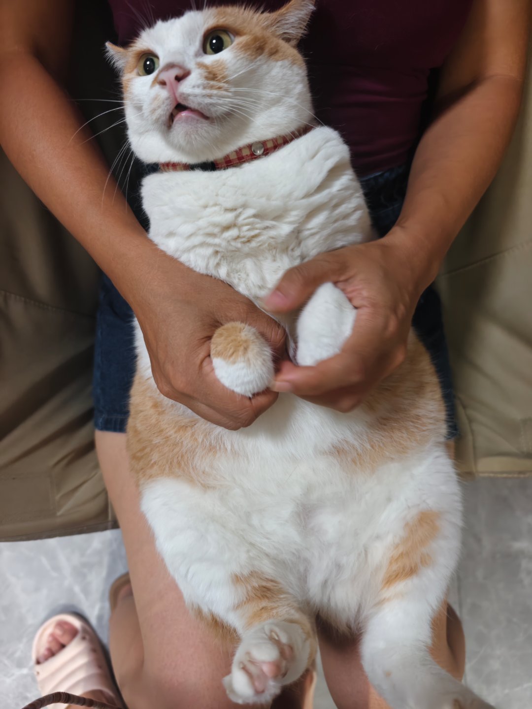 叮当猫 