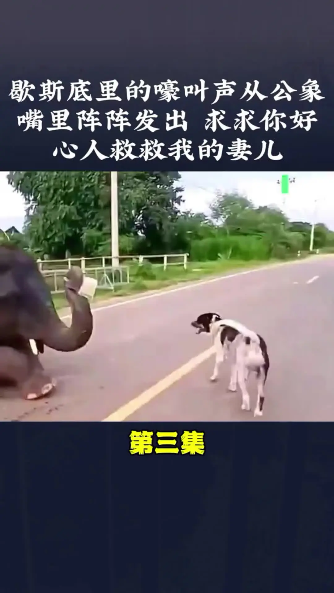 我的观影报告 动物的迷惑行为