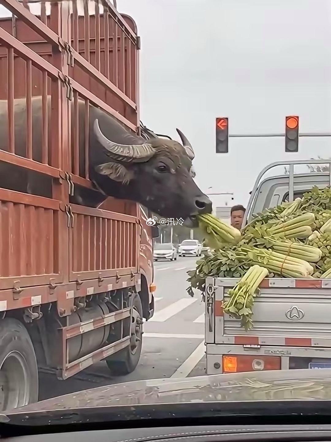 赶紧绿灯吧 有牛偷吃我芹菜 