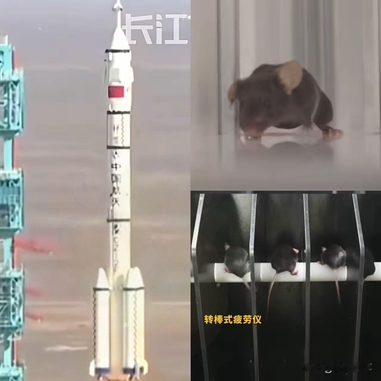 这下出名了，
不仅中国，连全世界都知道了，
除了三名航天员飞上太空，另外还有四只