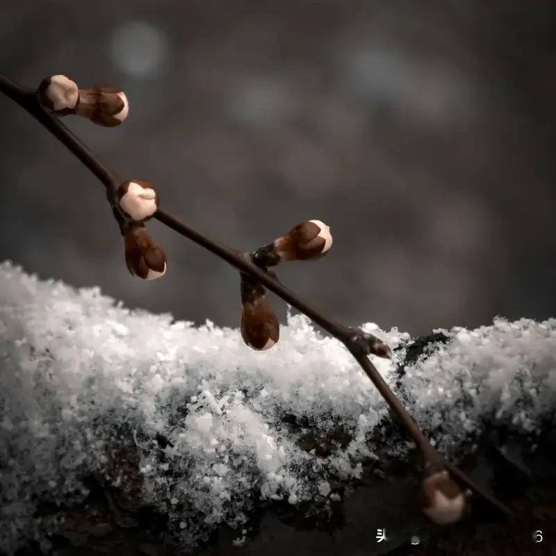 今年冬天还没冷起来，还真有点担心会有“倒春寒”。老话说“倒春寒有没有，就看立冬”