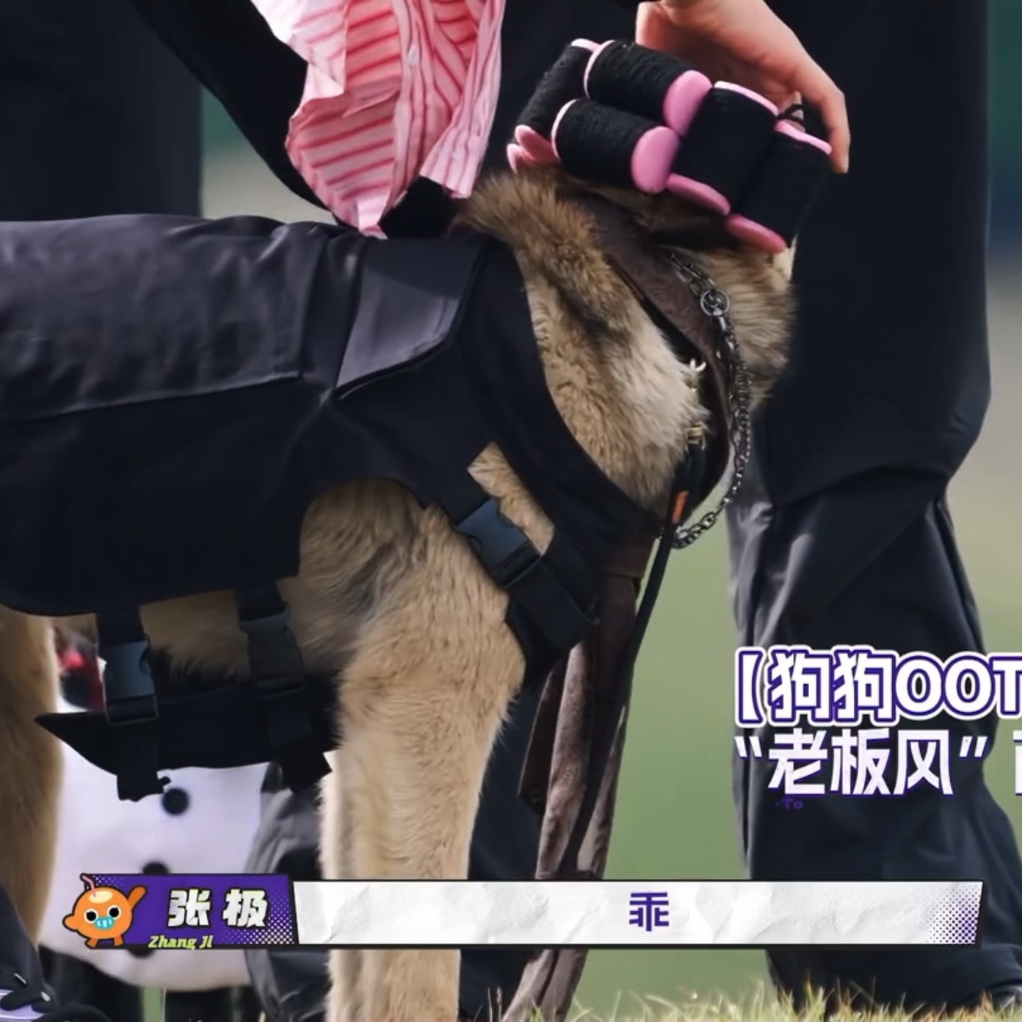 也就听了两百遍 我现在就是这条狗[笑cry] ​​​