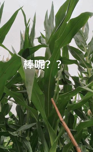 “百思不得其解”湖南一女子在地里种了一些玉米，邻居家的玉米都快丰收了，可她家的连