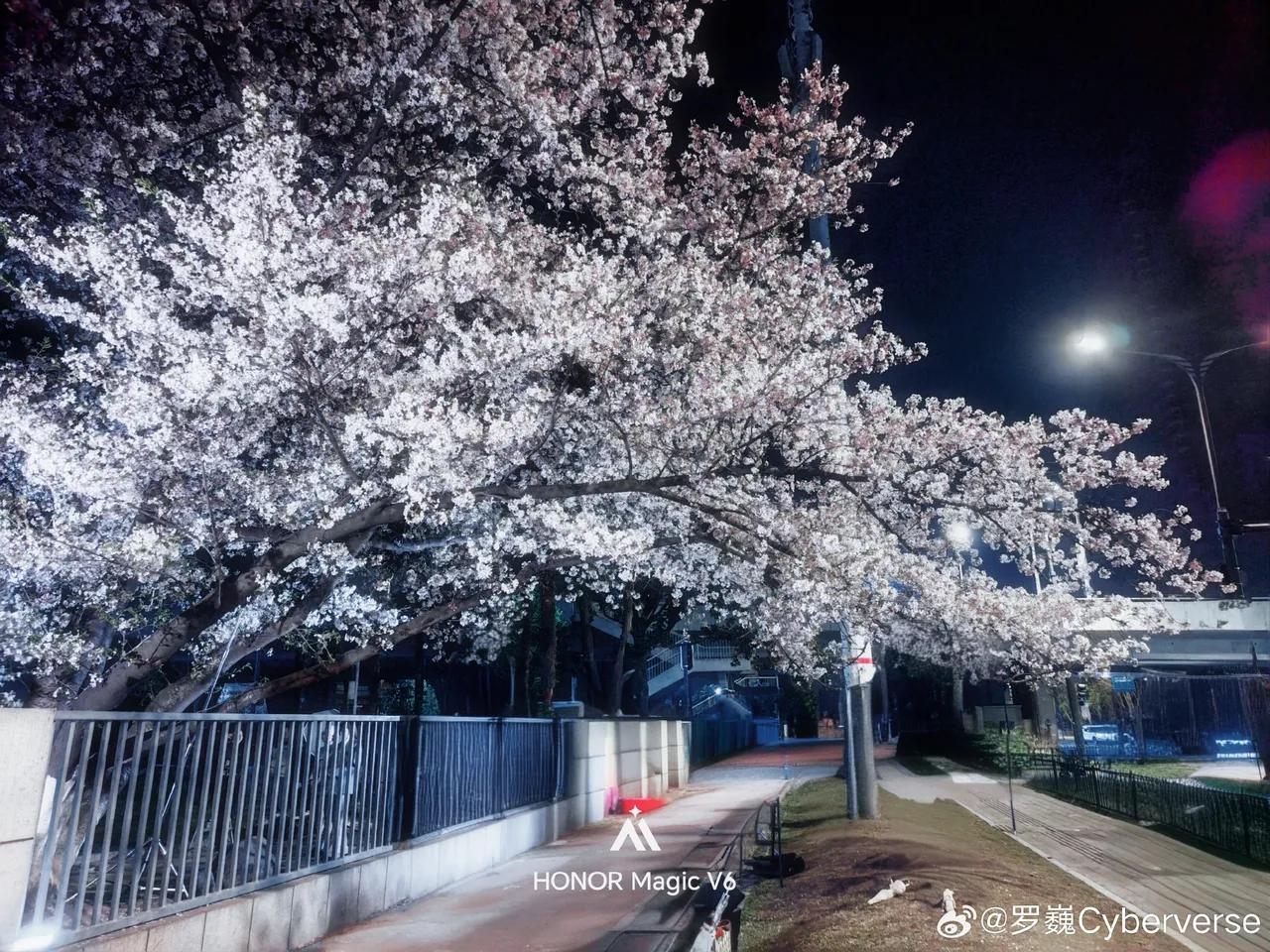荣耀影像首席工程师大佬罗巍，用Magic V6拍了一组春日大片！
这张垂枝落水、