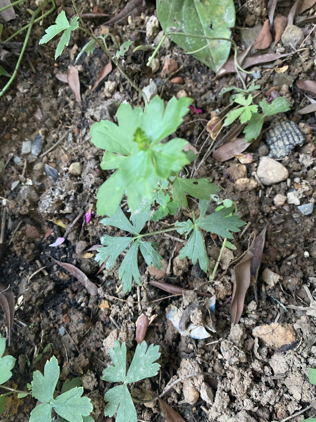 百草园
种花不如种菜
种菜不如种药[星星眼]分享种的花草 
你认识这几棵什么苗吗