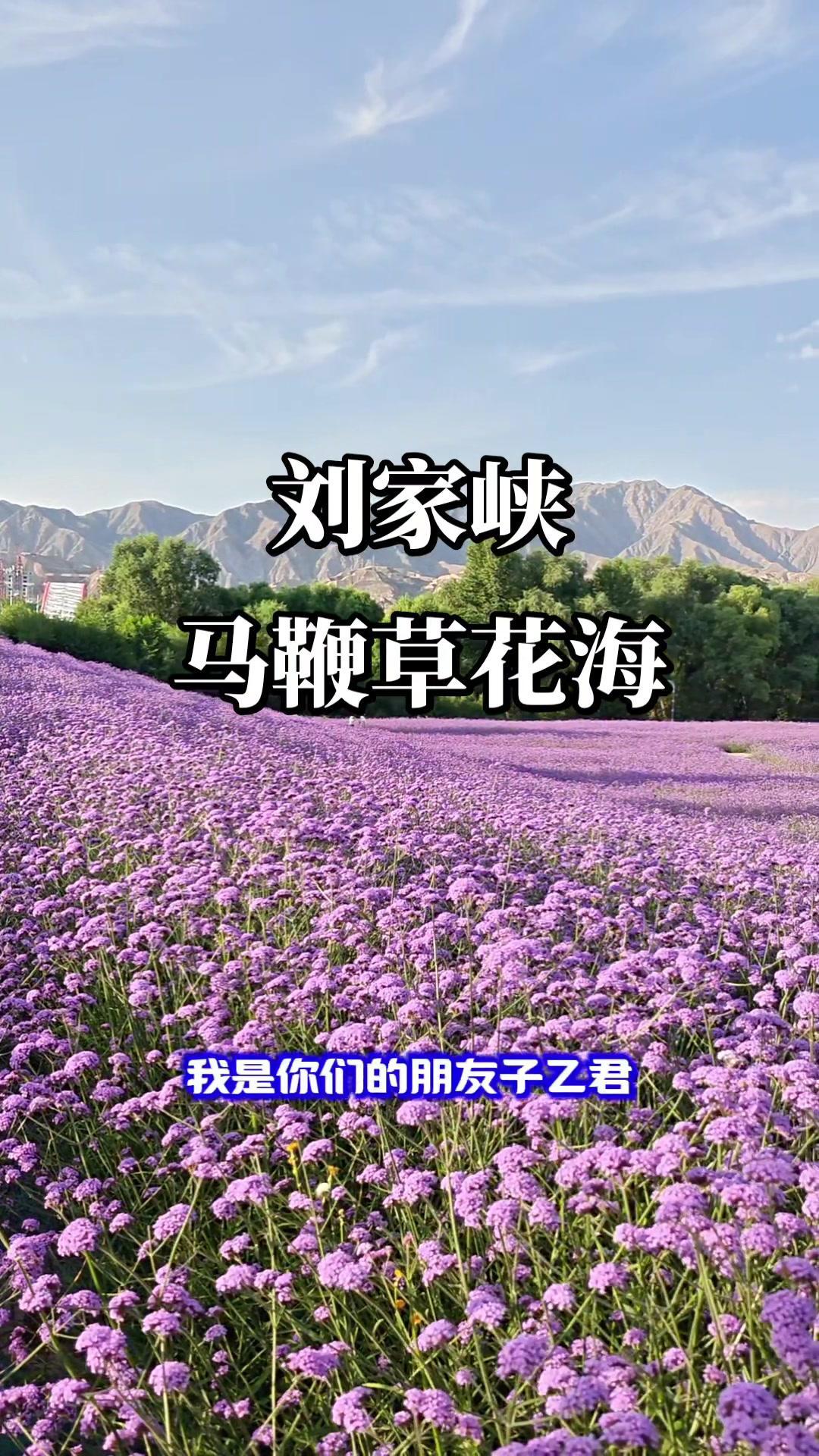 7月的刘家峡简直是紫色童话王国！蓝天白云下，大片马鞭草肆意铺展，风一吹就像紫色波