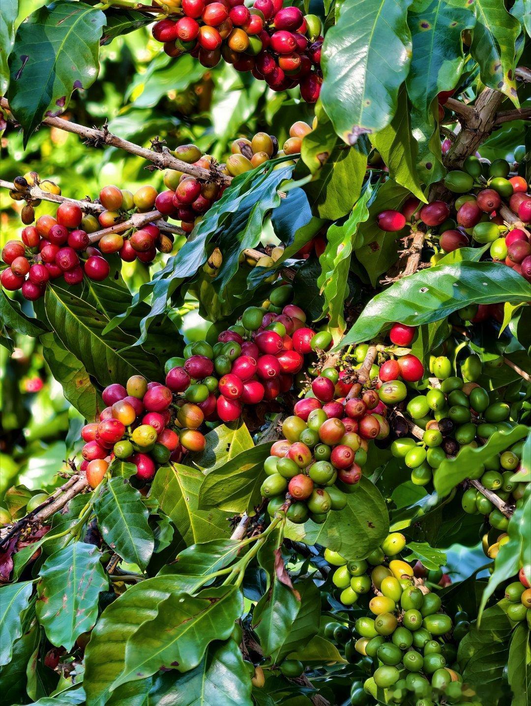 咖啡控，真的必须为普洱专程来一次！如果说世界咖啡有自己的版图，那普洱，一定是中国