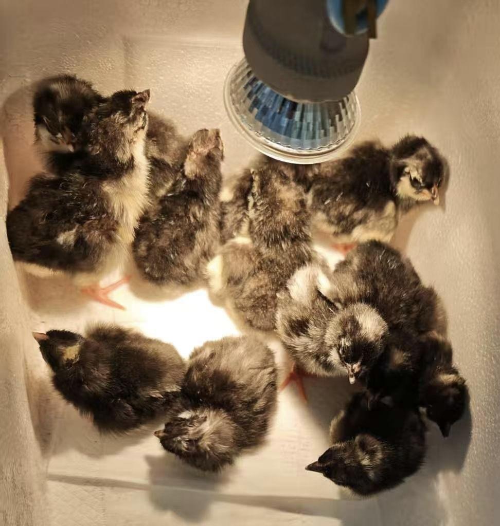 萌宠小聚，暖心时