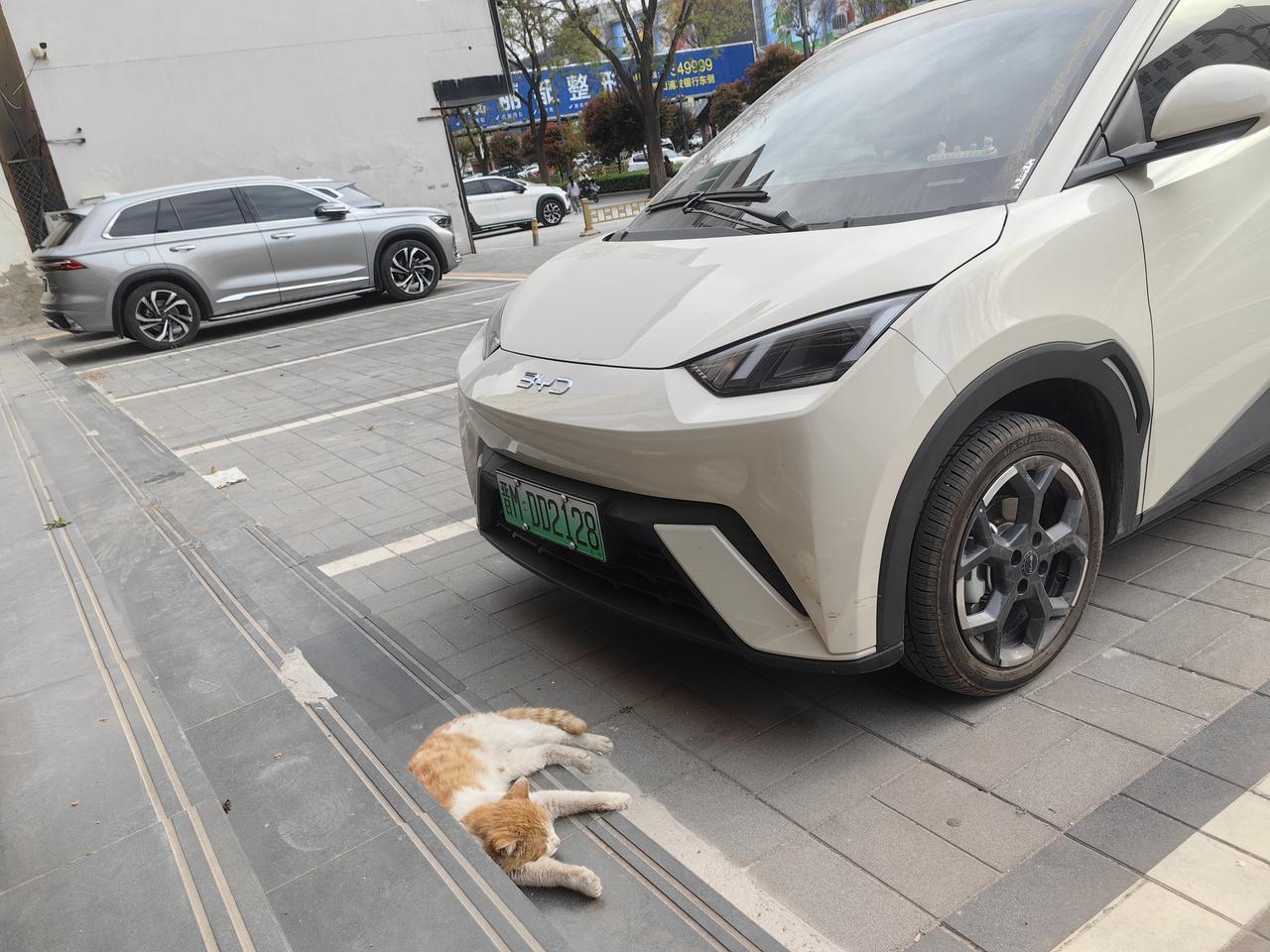 停车场的老猫咪，旁若无人呼呼睡[送自己一朵花][送自己一朵花][送自己一朵花]