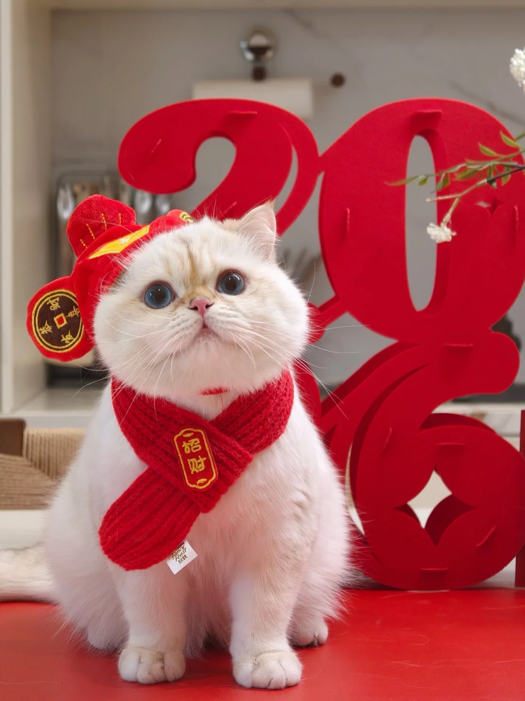 过年，送朋友家的猫什么礼物好捏 ？