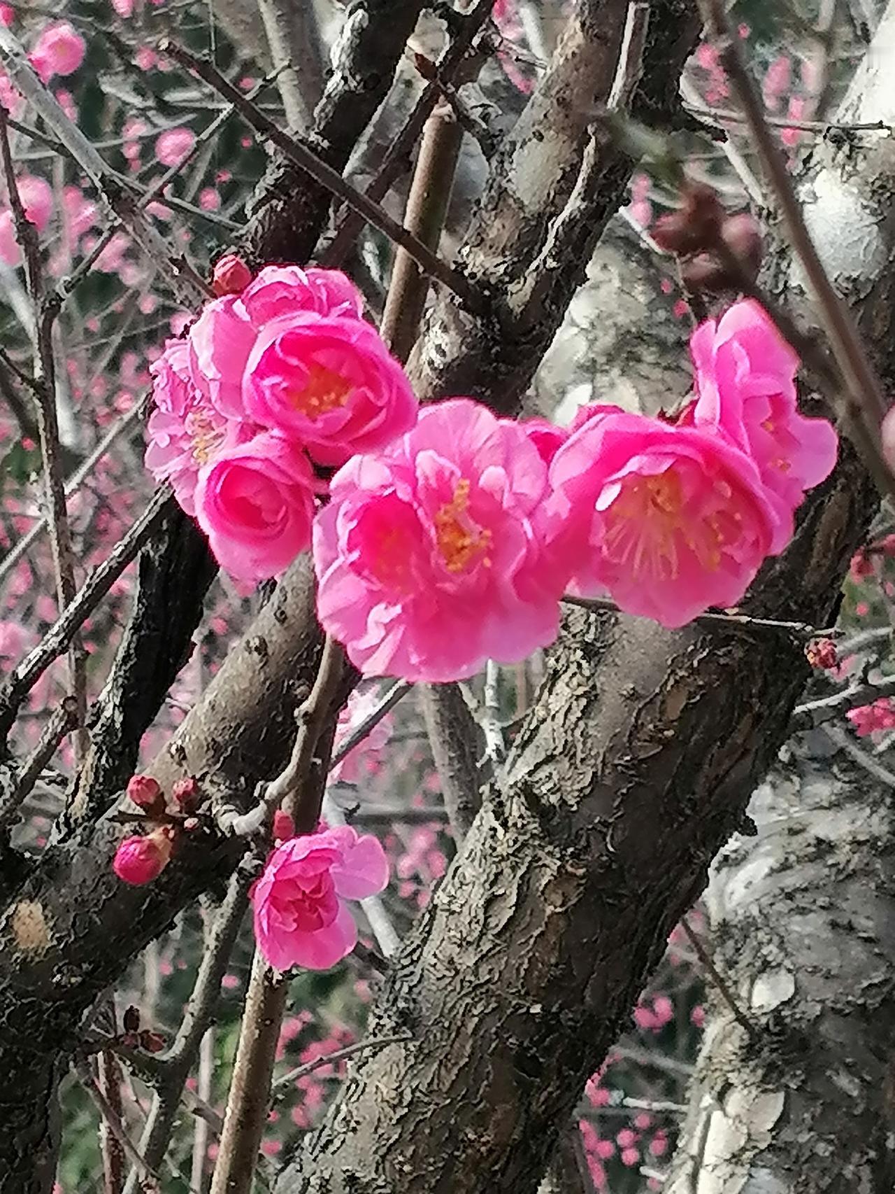 年味从哪里来？

年味从哪里来？
从礼花中燃出来！
从鞕炮中炸出来！
从春晚小品