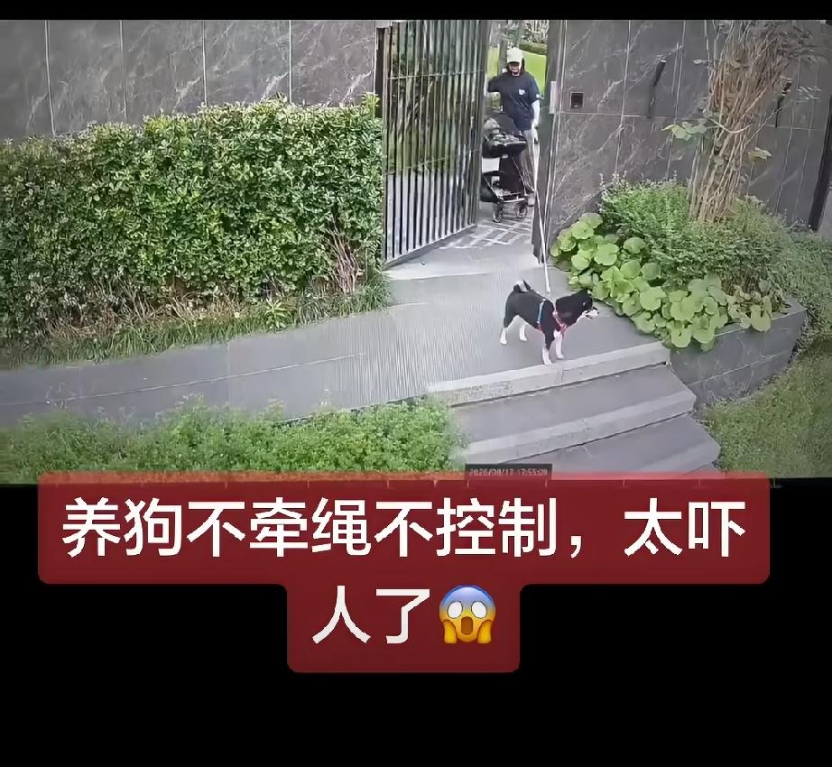 太魔幻了，我还以为婴儿车里没有孩子呢…遛狗不牵绳的应该处罚，但是作为妈妈，当大狗